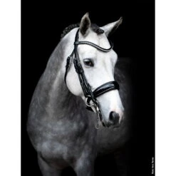 Double Bridle Venice -Equestrian Supplie Shop 1111 00009 Venice black img9923mLPIYBUCcKPYa 1280x1280