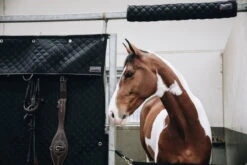 Kentucky Horsewear Box Curtain -Equestrian Supplie Shop 12042019 485A9845VcCK7awlEuXql 1280x1280