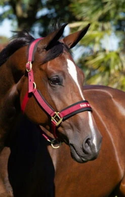 Back On Track Halter Werano -Equestrian Supplie Shop 2064 werano halter burgundy 4 1gi5enT7srr8Ns 1280x1280