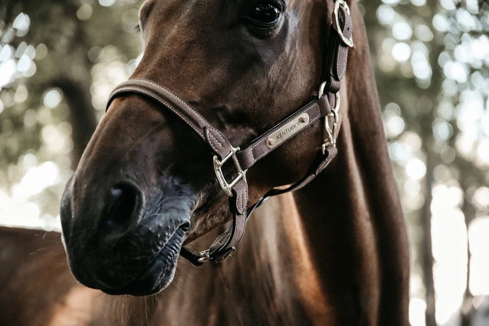 Kentucky Horsewear Anatomical Suede Halter 6 Kentucky Horsewear Anatomical Suede Halter - Image 4