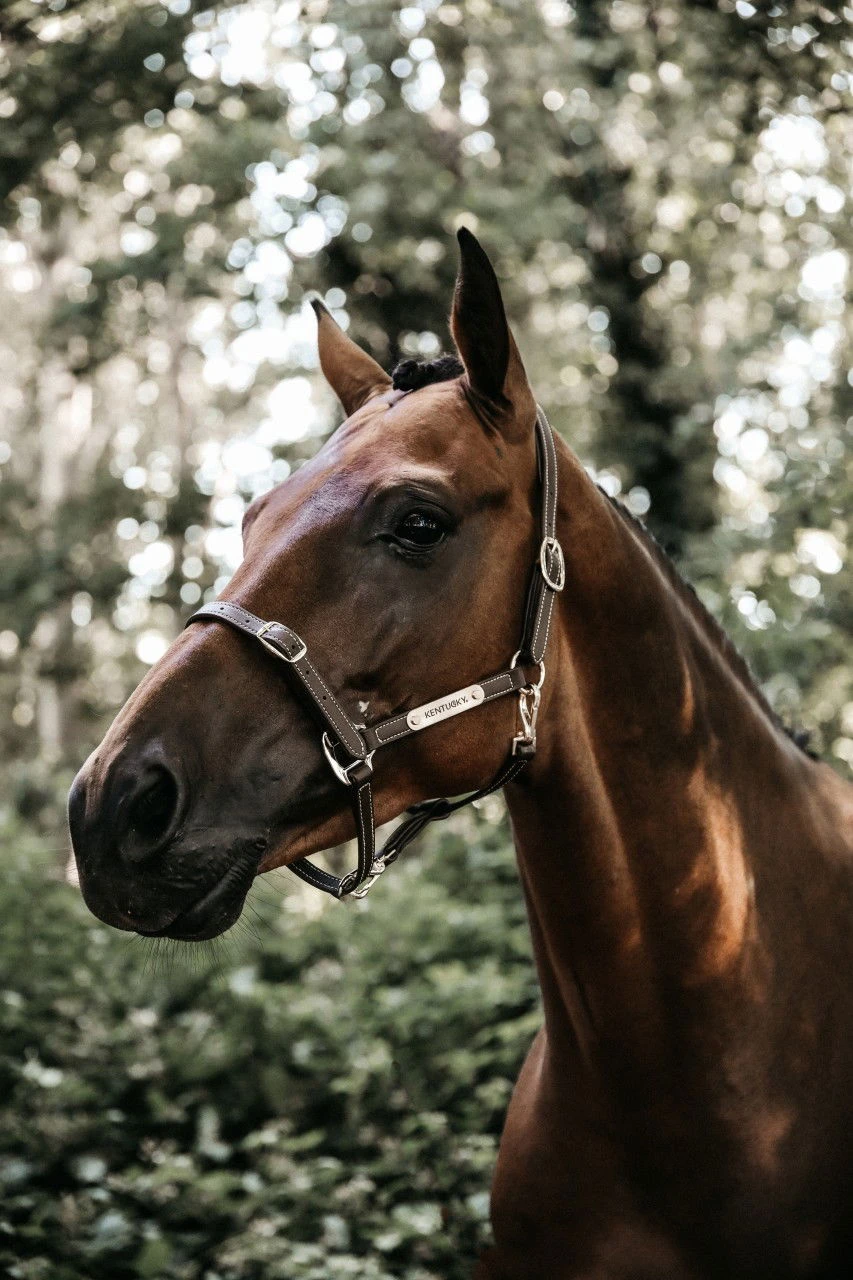 Kentucky Horsewear Leather Halter Flexible 4 Kentucky Horsewear Leather Halter Flexible - Image 2