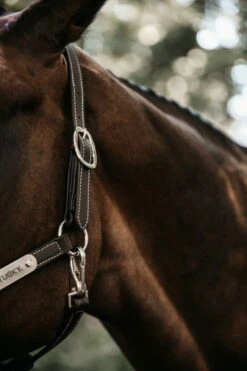 Kentucky Horsewear Leather Halter Flexible 9 Kentucky Horsewear Leather Halter Flexible -Equestrian Supplie Shop 27062019 485A5311yPVKzvLXTp1z0 1280x1280