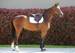 Kentucky Horsewear Stud Girth 10 Kentucky Horsewear Stud Girth -Equestrian Supplie Shop 42506 42505 42404 42108 4 1280x1280