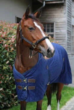 Kentucky Horsewear Halter Control 8 Kentucky Horsewear Halter Control -Equestrian Supplie Shop 42526 1x1wFZHCoFPAfTTsKhSK3WRGl7h 1280x1280