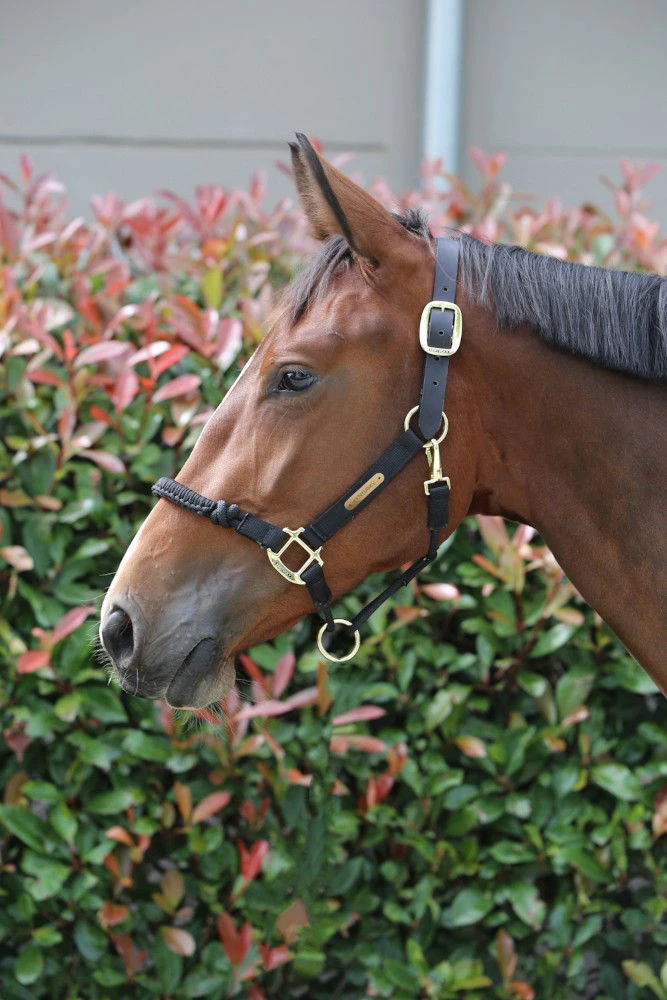 Kentucky Horsewear Halter Control 6 Kentucky Horsewear Halter Control - Image 4