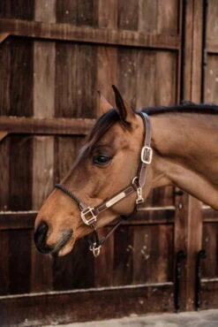 Kentucky Horsewear Leather Rope Halter 12 Kentucky Horsewear Leather Rope Halter -Equestrian Supplie Shop 42540 05 3 1280x1280