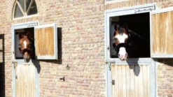 Kentucky Horsewear Sheepskin Halter Set 4-piece 5 Kentucky Horsewear Sheepskin Halter Set 4-piece -Equestrian Supplie Shop 42607 42603 0 1280x1280