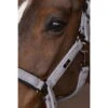 Halter HVPFrancis FW22, Nylon Halter -Equestrian Supplie Shop HV Polo HW22 Halfter HVPFrancis Grey 1280x1280