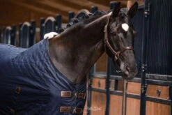 Kentucky Horsewear Anatomical Leather Halter -Equestrian Supplie Shop MUG 1752 websRkTDnatSgULK 1280x1280