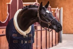 Kentucky Horsewear Anatomical Leather Halter -Equestrian Supplie Shop MUG 1800 web8SujddWgG8hbx62gB8CycN3dbS 1280x1280