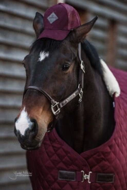 Kentucky Horsewear Anatomical Leather Halter -Equestrian Supplie Shop MUG 2302 webcIx2WttAMUccF 1280x1280