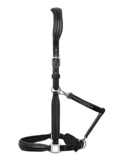 Leather Halter, Anatomical