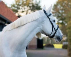 Leather Cavesson -Equestrian Supplie Shop QHP Kappzaum Leder 1699 7NnyhldQLc8qsP 1280x1280