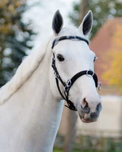 Leather Cavesson -Equestrian Supplie Shop QHP Kappzaum Leder 1699 8XyzBQaV6wbJDg 1280x1280