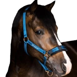 Halter, Stable Halter, Nylon Halter, Reflective