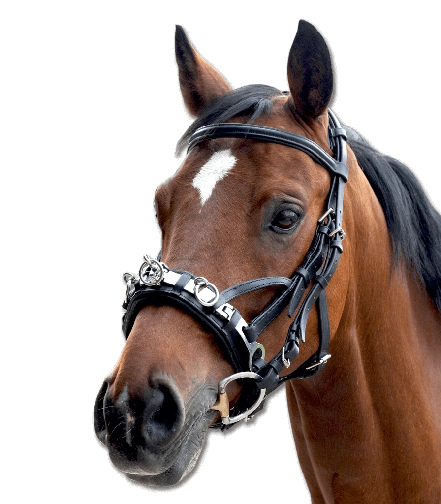 Waldhausen Cavesson, Leather, Including Bit Strap 3 Waldhausen Cavesson, Leather, Including Bit Strap