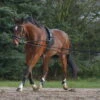Waldhausen Lunging System 1 Waldhausen Lunging System -Equestrian Supplie Shop Waldhausen Longiersystem 8104701 1280x1280