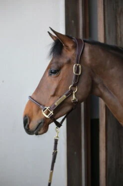 Kentucky Horsewear Anatomical Leather Halter -Equestrian Supplie Shop anatomic1R0dBMAyciWmv 1280x1280