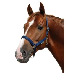 Halter Dublin, Nylon Halter