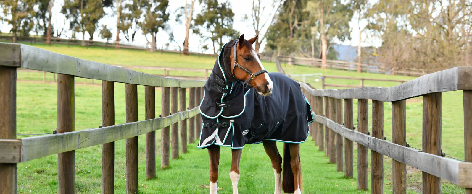 Equestrian Supplie Shop -Equestrian Supplie Shop cfgf