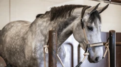 Stable And Transport Halter Traveling LCBD 5 Stable And Transport Halter Traveling LCBD -Equestrian Supplie Shop dyon halfter traveling lcbd 3 1280x1280