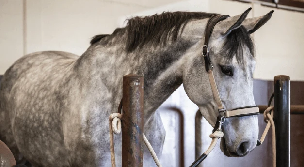 Stable And Transport Halter Traveling LCBD 4 Stable And Transport Halter Traveling LCBD - Image 2