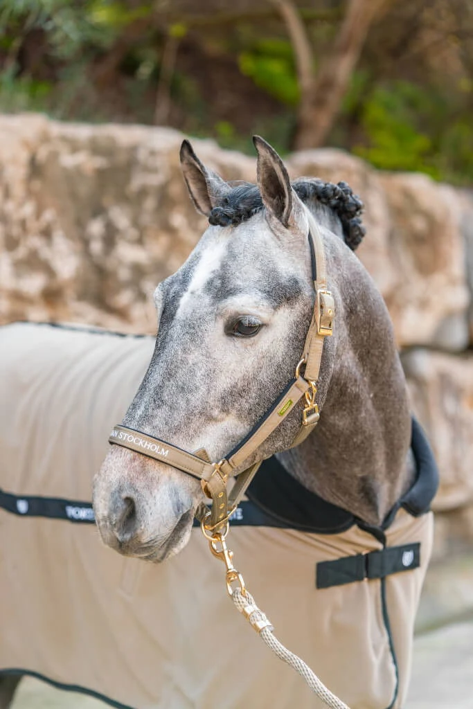 Halter Sportive Chantelle, With Lead Rope 5 Halter Sportive Chantelle, With Lead Rope - Image 3