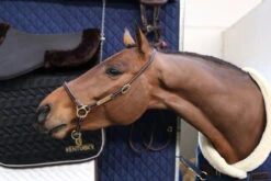 Kentucky Horsewear Leather Grooming Halter -Equestrian Supplie Shop grooming 3BNqfooCXDm3kB 1280x1280