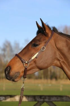 Kentucky Horsewear Leather Grooming Halter -Equestrian Supplie Shop grooming1eMDZ32Dm4mCb8 1280x1280