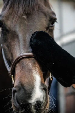 Sheepskin Grooming Glove -Equestrian Supplie Shop grooming deluxe sheepskin grooming glove black 3 1280x1280