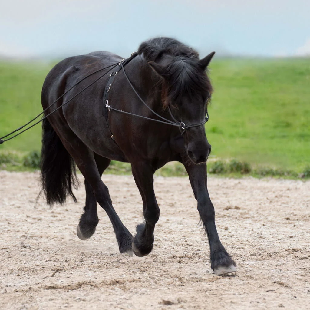 Double Lunge IRHFree Ride 4 Double Lunge IRHFree Ride - Image 2