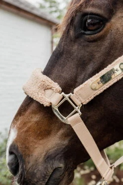 Kentucky Horsewear Headcollar Teddy Fleece 7 Kentucky Horsewear Headcollar Teddy Fleece -Equestrian Supplie Shop kentucky horsewear halfter teddyfleece beige lifestyle 2 1280x1280