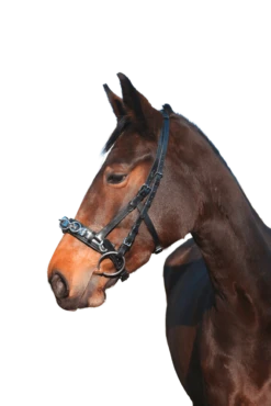 Covalliero Cavesson Leather Exclusive