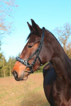 Covalliero Cavesson Leather Exclusive -Equestrian Supplie Shop kerbl kappzaum leder exklusiv 23hCtG2RpA7nY9 1280x1280