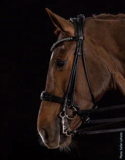 Double Bridle Kensington, Swedish Noseband, Without Reins -Equestrian Supplie Shop schockemohle sports kandare kensington schwarz01 1280x1280