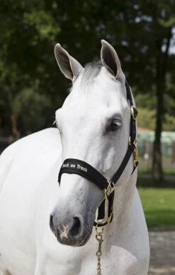 Back On Track Halter Werano -Equestrian Supplie Shop werano halter edited gold min 2oAiNiipikLPOO 1280x1280